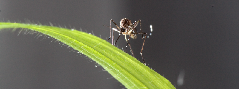 Aedes aegypti