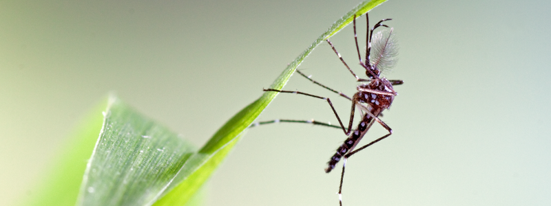 Aedes aegypti 2