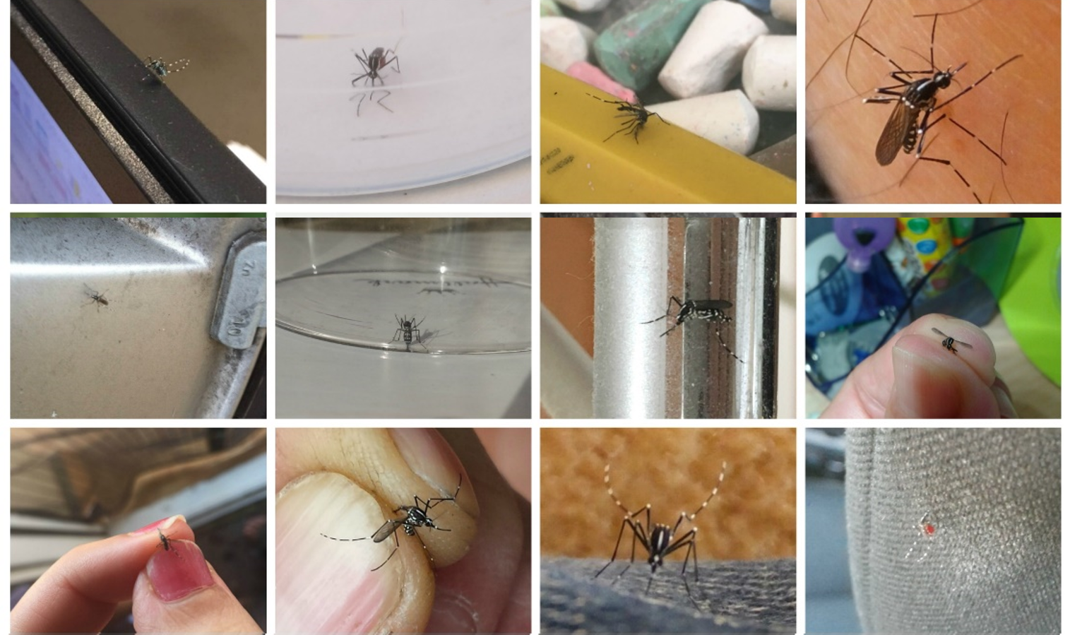 Mosquitos